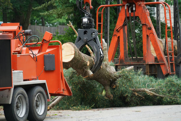 Tree Root Removal in East Rockingham, NC